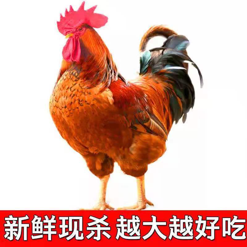 【2500克*1只】农村散养大公鸡（质保期12个月）