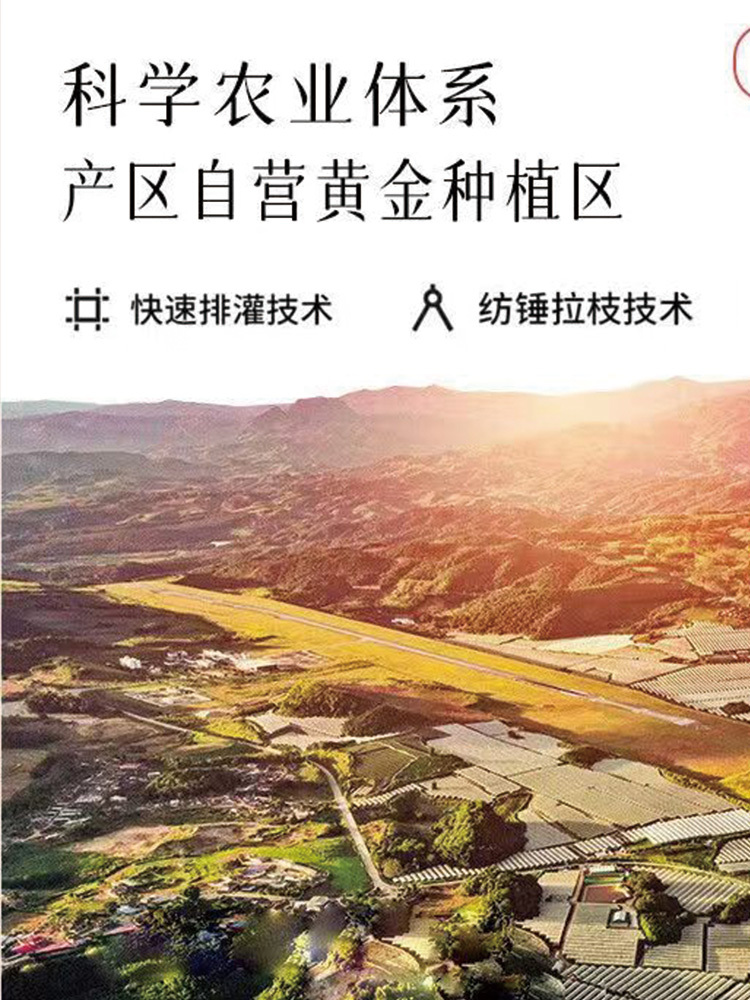 大连美早樱桃车厘子当季水果大樱桃果园直发2.25千克