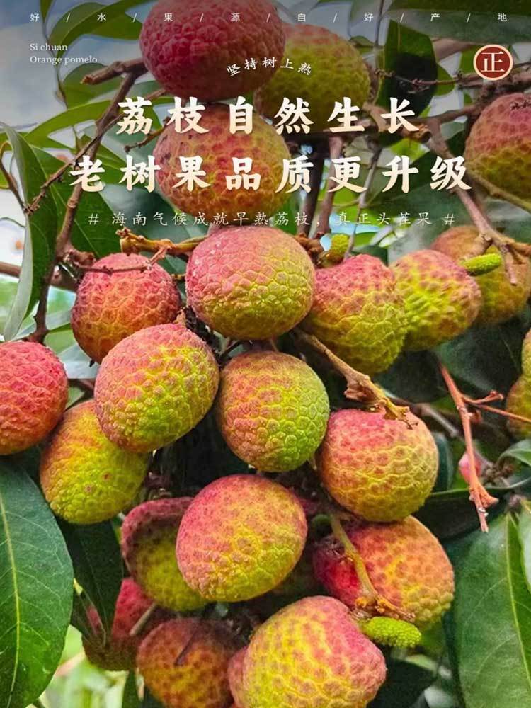 海南-新鲜妃子笑荔枝4.5-5斤装(顺丰快递）