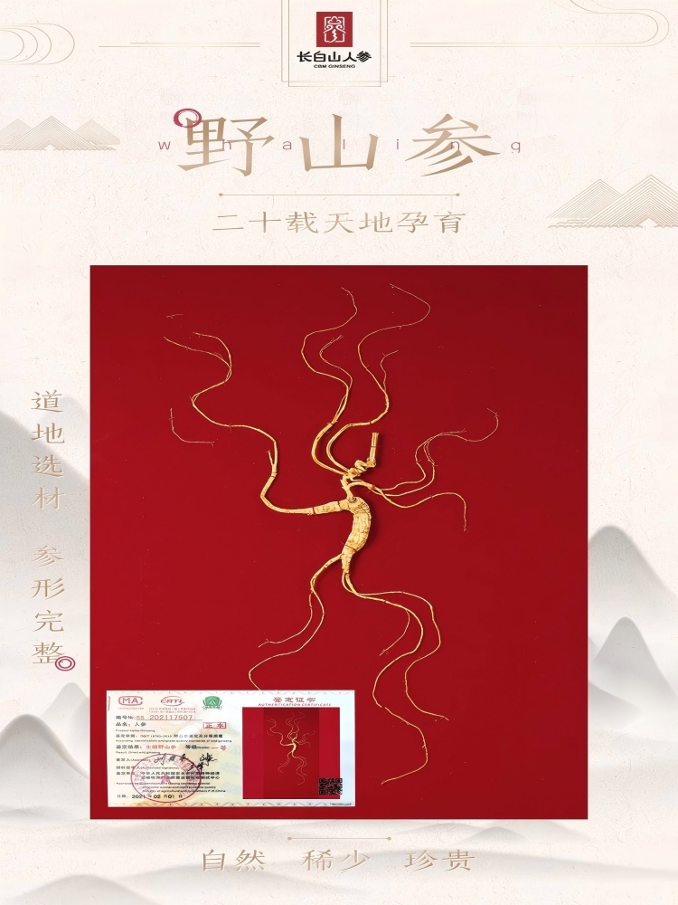 【长白山人参】野山参约30年