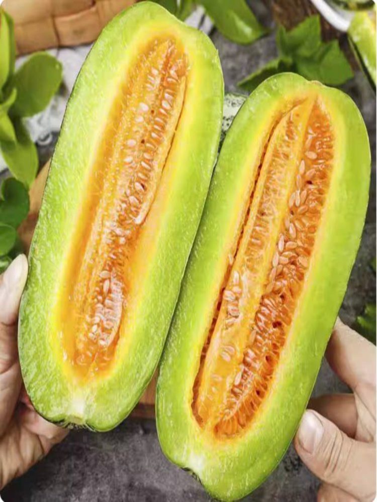 博洋9甜瓜 5斤装 净重4.3-4.5斤 头茬原棚高品质(山东菏泽)