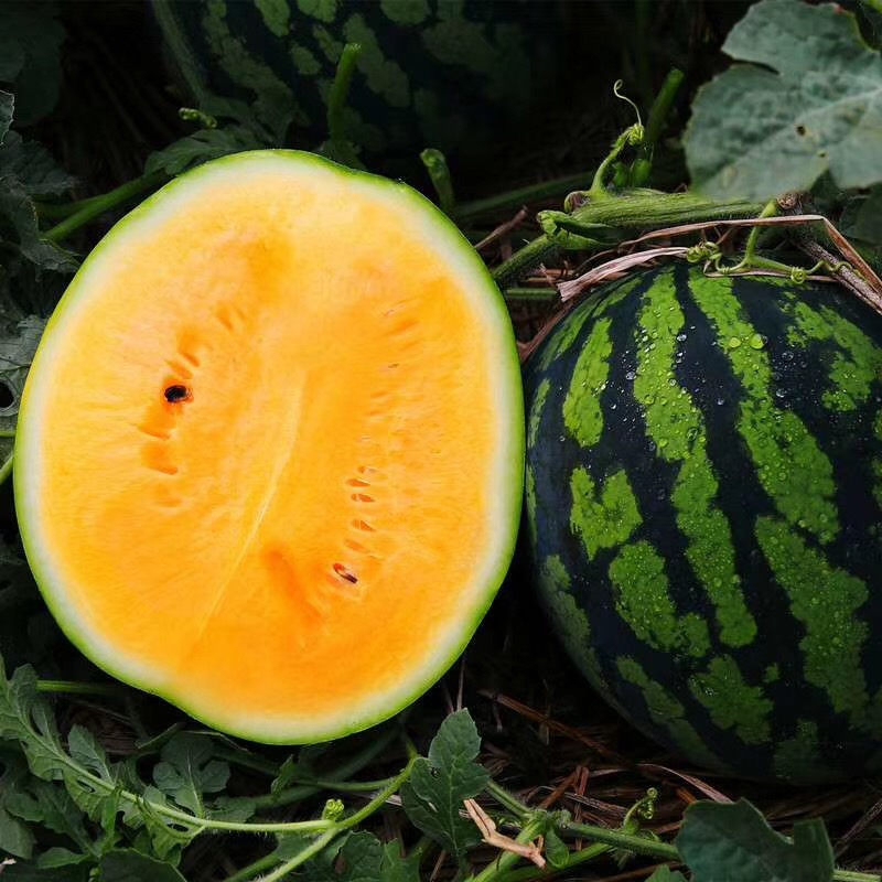 广东金/红麒麟西瓜(中瓜1枚5-6斤)