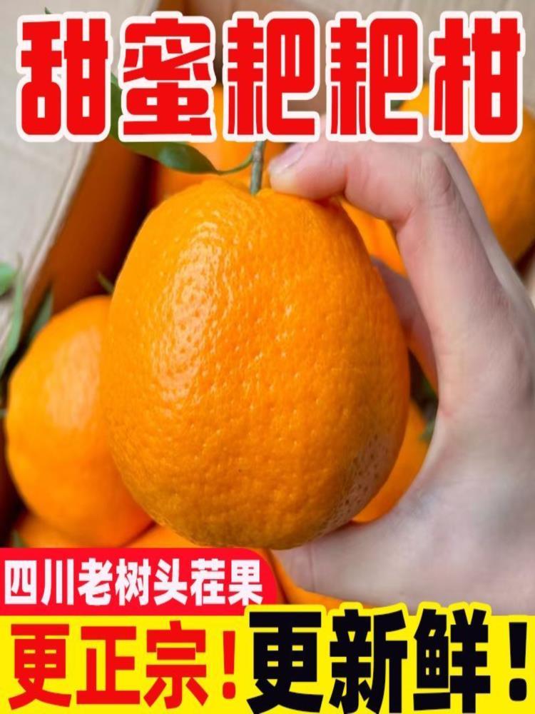 【果园精选】四川春见把粑柑 净重8.5斤 大果75mm-80mm 整箱装