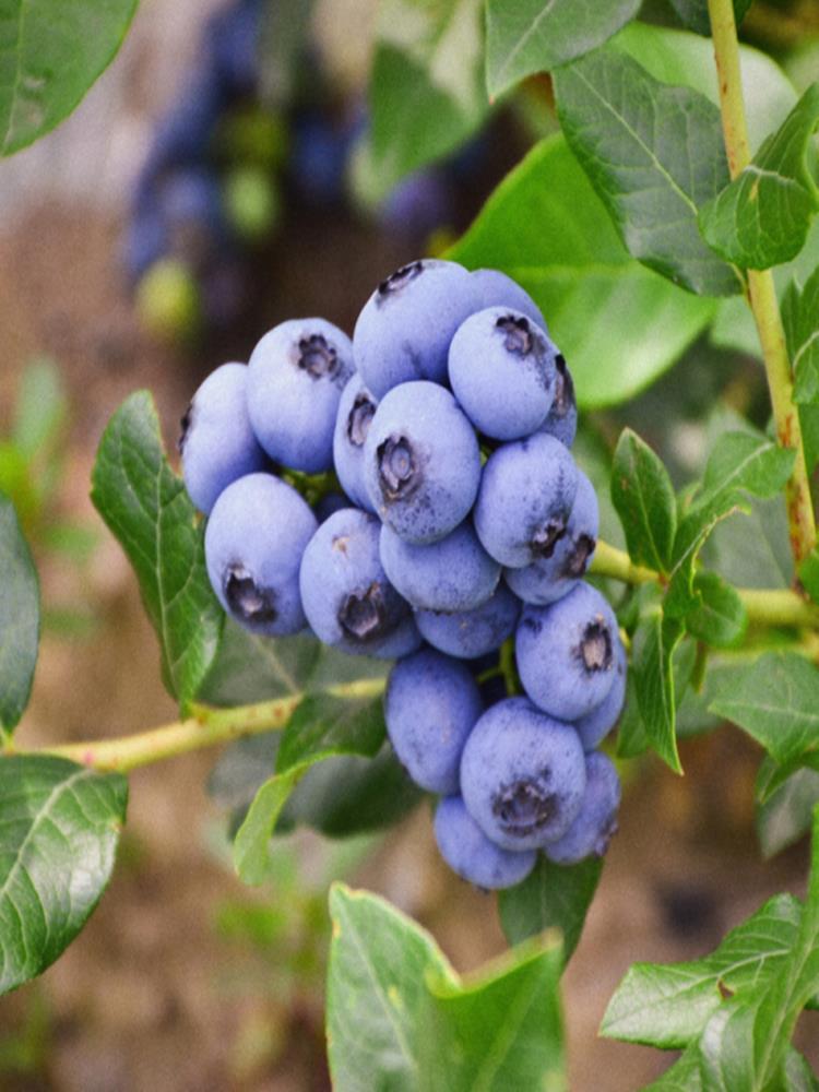 蓝莓糕 2袋装 东北蓝莓鲜果制 蜜饯果干 100g/袋（每袋约18-20片）