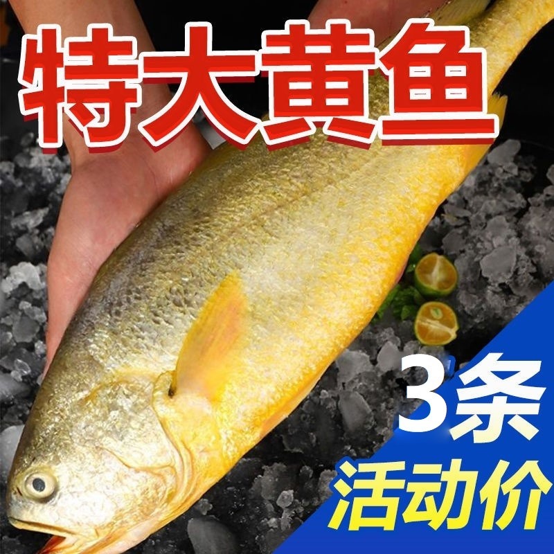 【顺丰包邮】活冻大黄花鱼 海鲜水产 500-600g/条 3条装（个个精选）