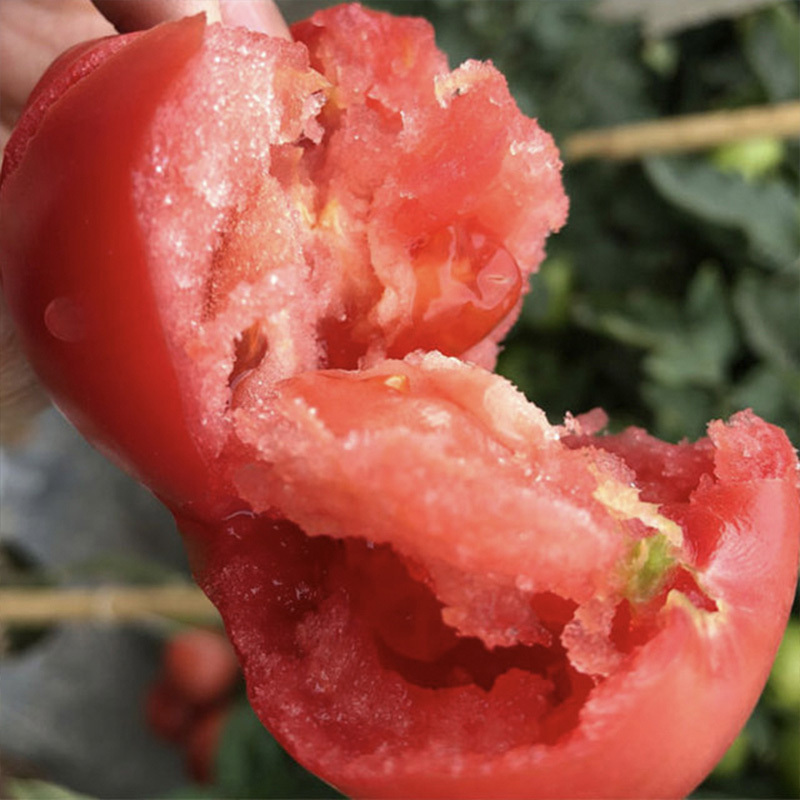 山东普罗旺斯西红柿·4.5斤