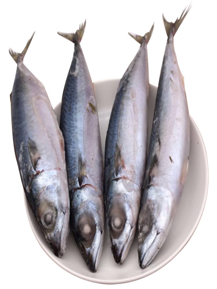 【顺丰速运】无冰大号青占鱼 4斤 鲐鲅鱼 青鱼新鲜冷冻 青花鱼 鲅鱼马