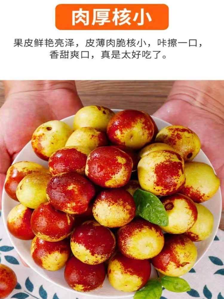 【到手净重3斤】大荔冬枣(12g以上）（冷藏保存）