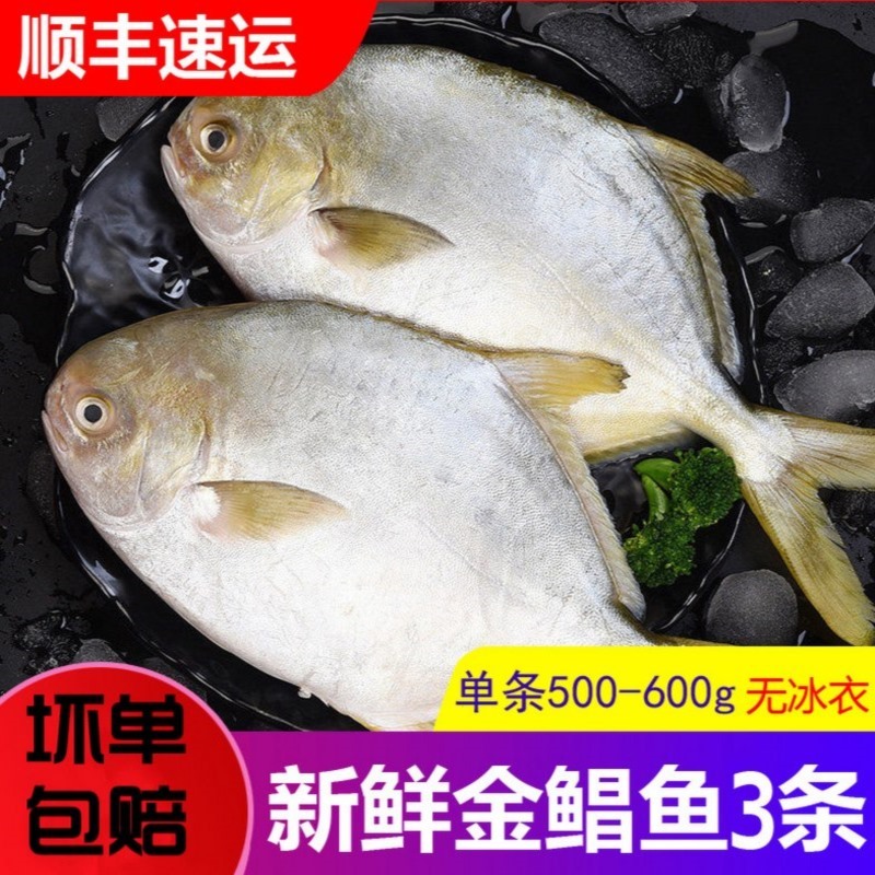 【顺丰包邮】冷冻金鲳鱼500-600g/条 家庭3条装
