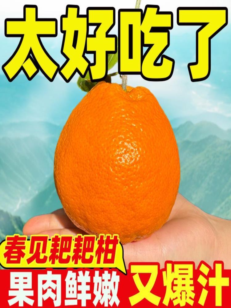 【果园精选】四川春见把粑柑 净重8.5斤 大果75mm-80mm 整箱装