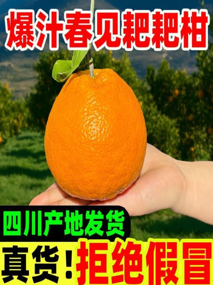 【果园精选】四川春见把粑柑 净重8.5斤 大果75mm-80mm 整箱装