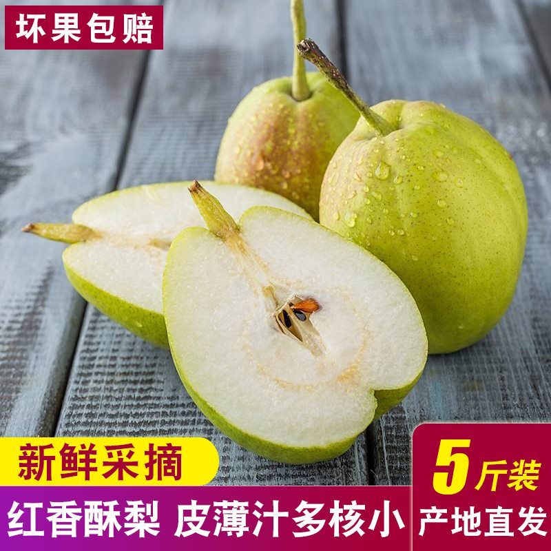 【河北特产】红香酥梨 新鲜水果 约5斤