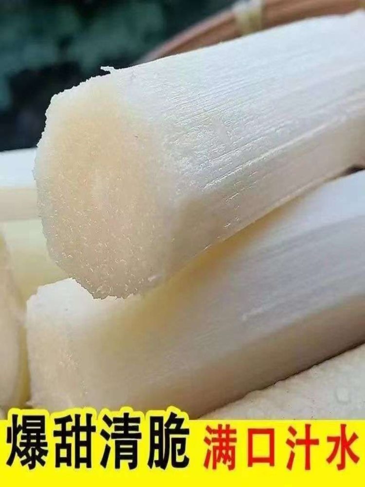 【云南生鲜馆】黄金甘蔗 9斤 新鲜应季 甜杆 松软爆汁 源头直发