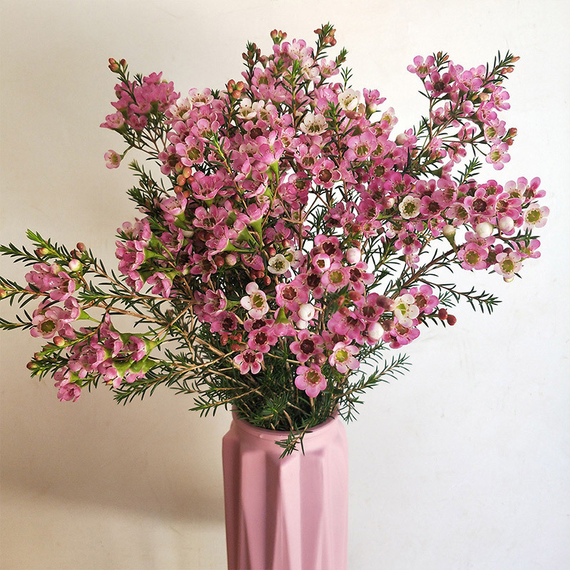 澳洲平头腊梅鲜花一束·双色粉腊梅