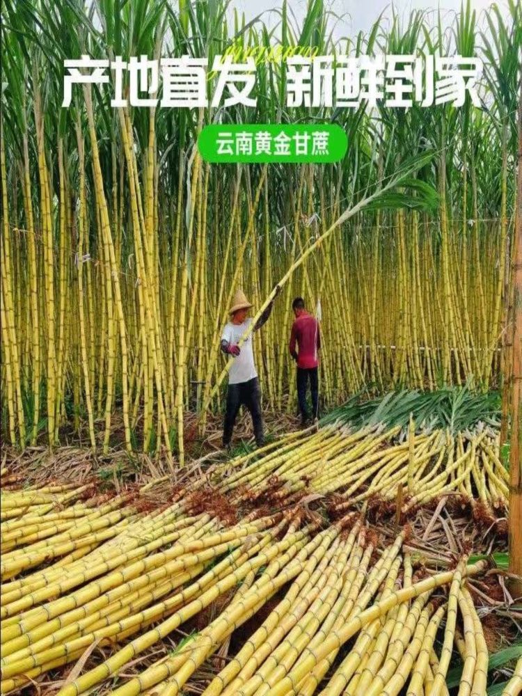 【云南生鲜馆】黄金甘蔗 9斤 新鲜应季 甜杆 松软爆汁 源头直发