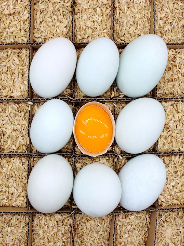 正宗农家散养新鲜青皮鸭蛋30枚装（单枚60g+）·统一