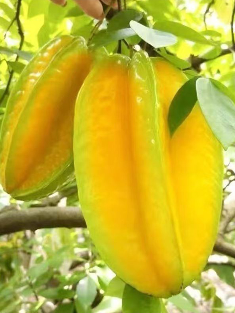 【京航严选】 杨桃【单果150g+】·带箱5斤