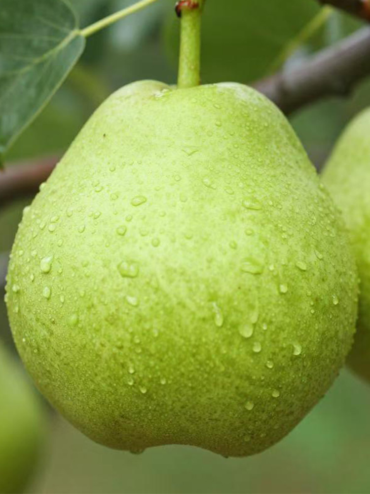 砀山皇冠梨【单果200g+】·5斤