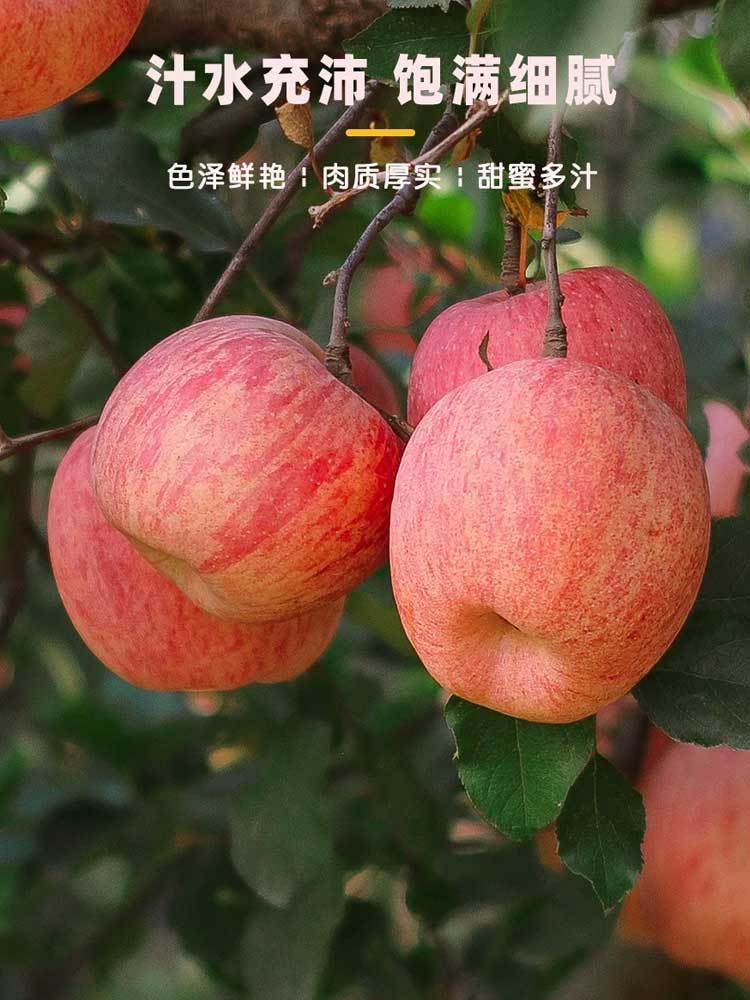 正宗栖霞·红富士苹果大果8.5-9斤装