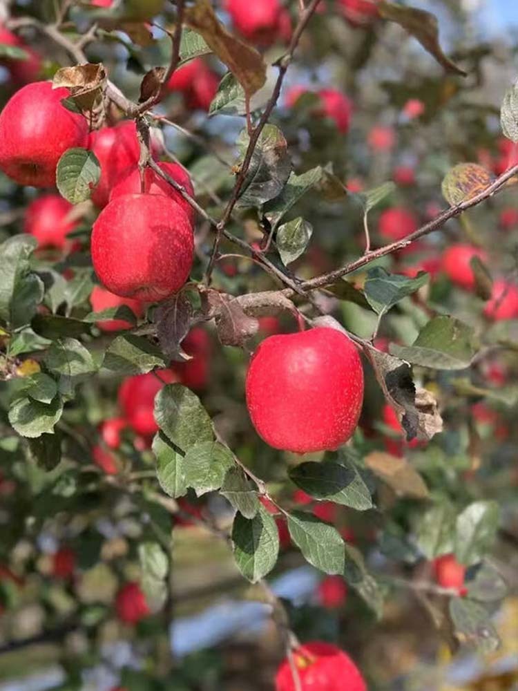 云南樱桃小苹果【60mm+】·净重9斤