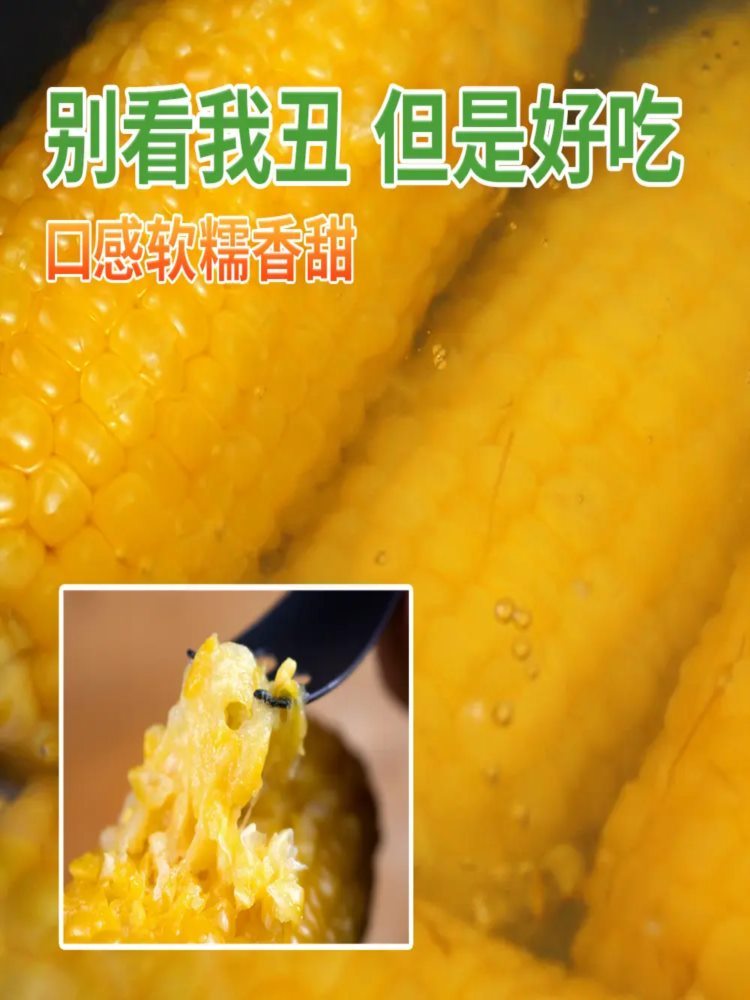 【本店推荐】黄糯玉米 15穗/箱 真空玉米 烧烤速食食材