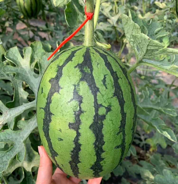 惠买公社庞各庄头茬吊秧瓜尝鲜组