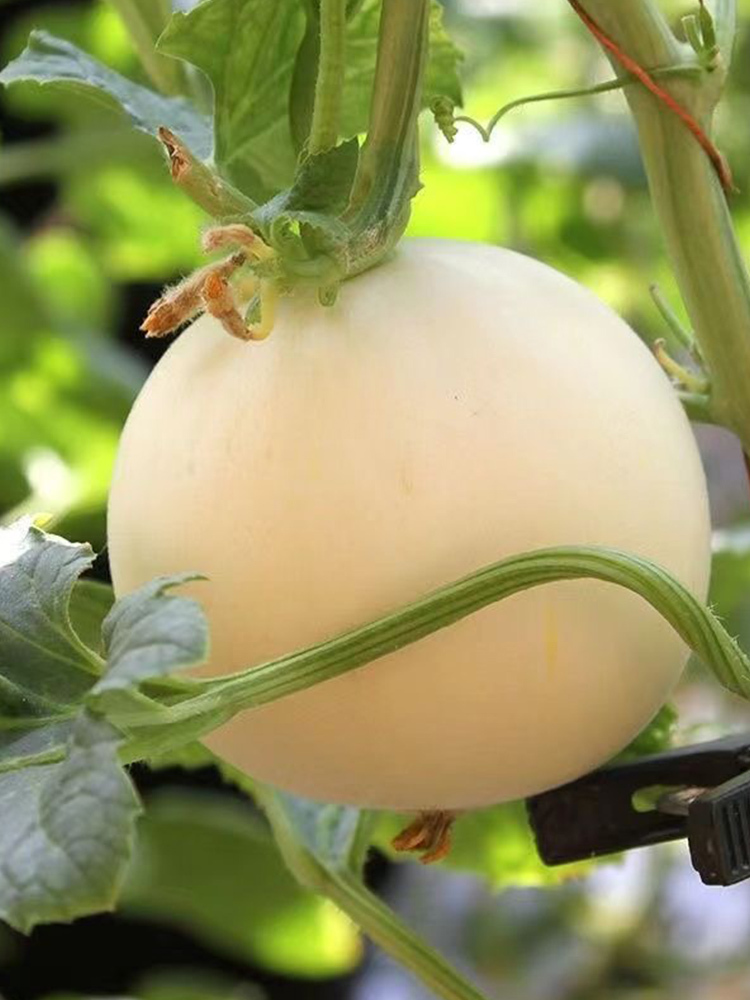 阎良甜瓜大果·带箱8斤