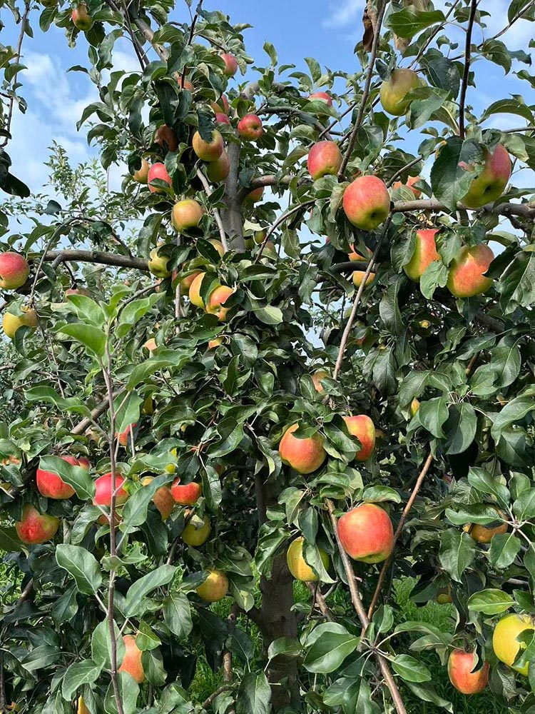 羊奶苹果带箱5斤