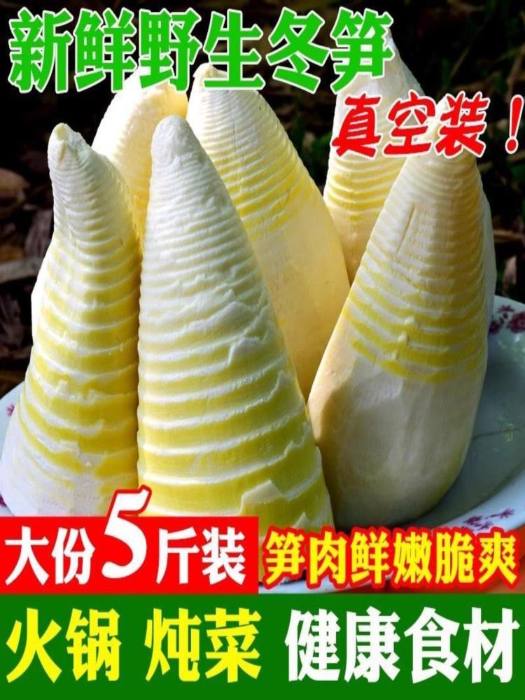 【福建特产】新鲜冬笋 5斤 竹笋野生春笋 冬笋水煮清水笋 火锅笋