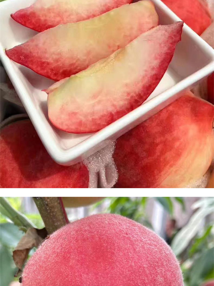红梅水蜜桃3斤大果【7-9个左右】【顺丰快递】