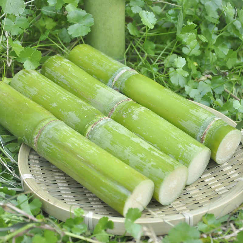 陶山甘蔗5斤礼盒装 温州特产 青皮果蔗 青皮松脆甘蔗