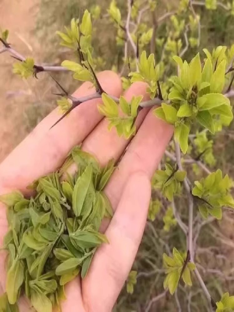 酸枣芽茶 4罐 泰山酸枣叶嫩芽茶 泡水睡眠山枣叶 30g/罐