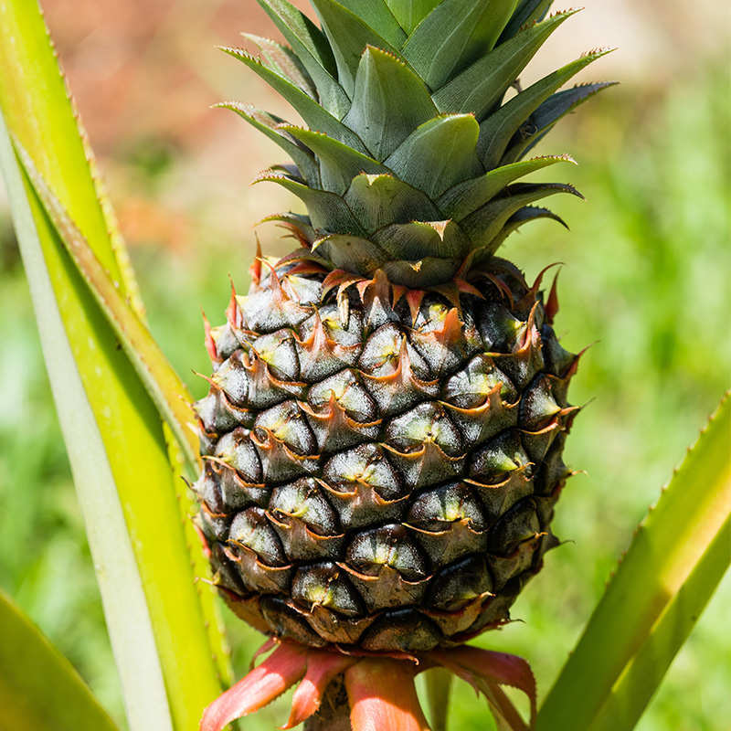 甜心小菠萝净重5斤精选鲜果新鲜采摘香甜可口清脆多汁