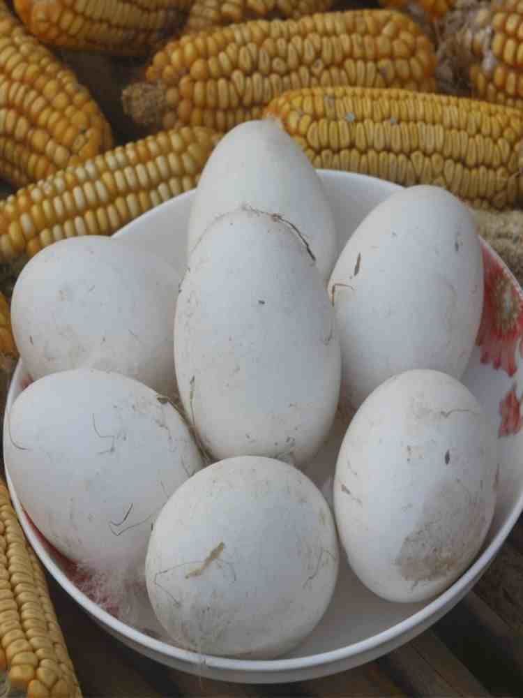 新鲜土鹅蛋 12枚 （100-120g）/枚 新鲜散养 家庭实惠装