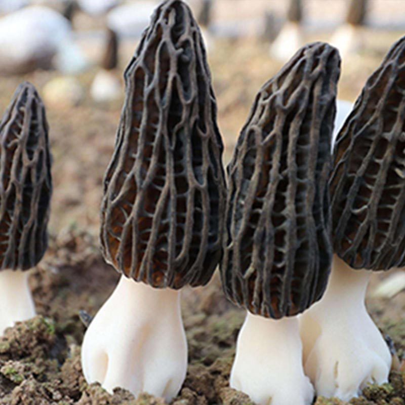 云南普者黑纯生态新鲜精品羊肚菌1kg箱