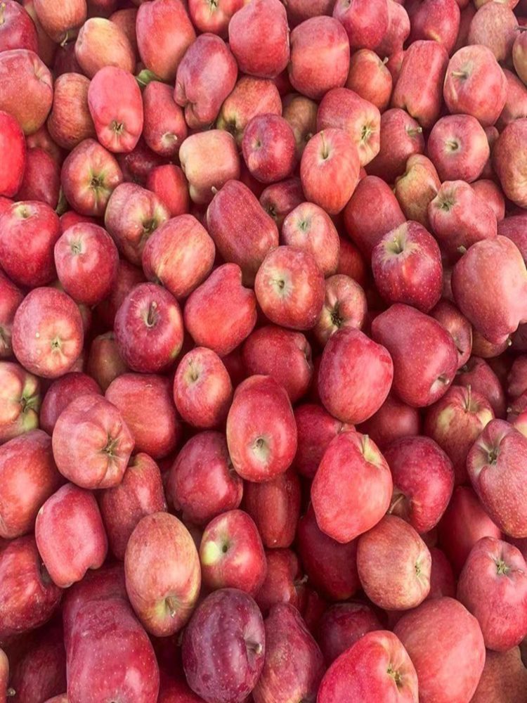 【果园精选】花牛苹果 净重8.5斤装 果径70-80mm  优选甘肃核心产区