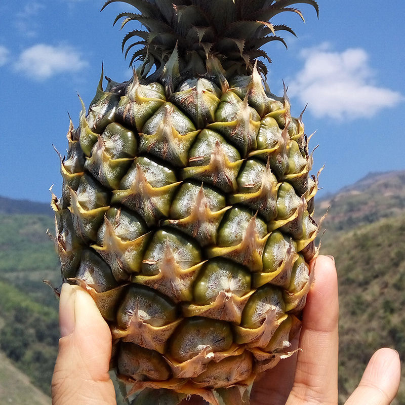泰国品种迷你香水小菠萝精装带箱约10斤+去眼刀
