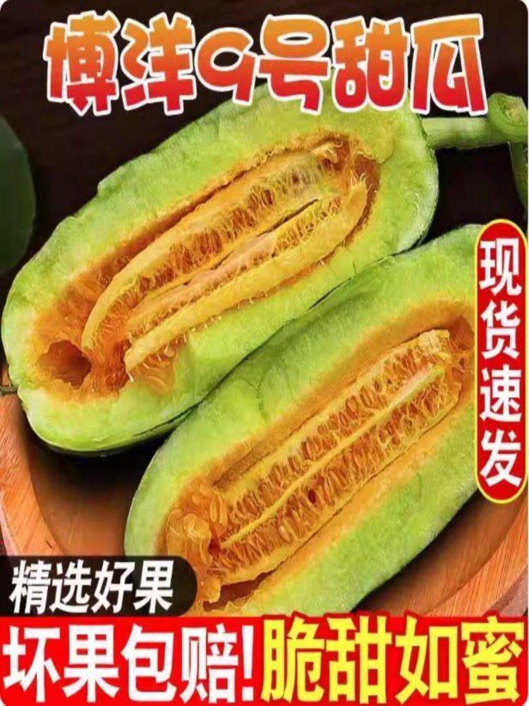 博洋9甜瓜 5斤装 净重4.3-4.5斤 头茬原棚高品质(山东菏泽)