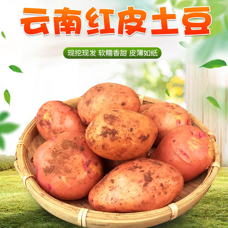 【9斤净重中果】云南红皮粉糯小土豆·单果约100g