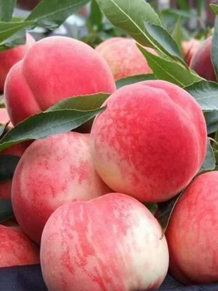 顺丰 春雪水蜜桃3斤大果【单果180g+】