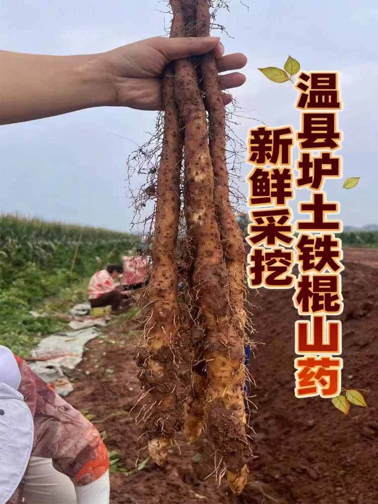【升级发60cm左右/根】（26年新）河南-温县·垆土铁棍山药 5斤装