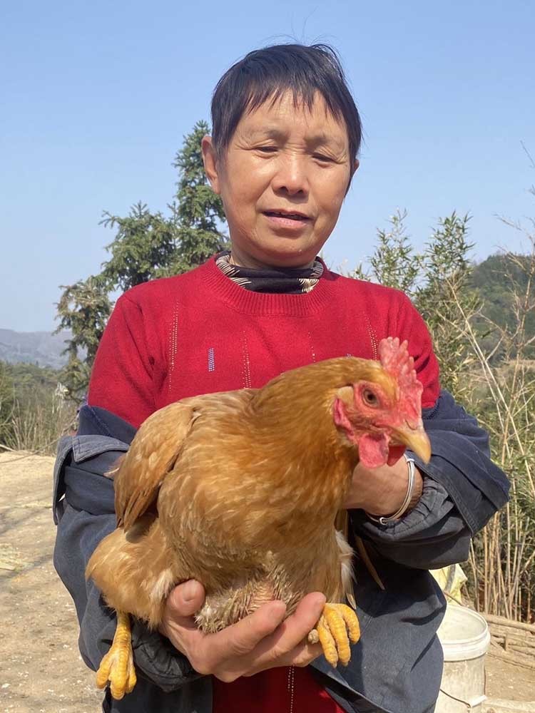 皖南山林农家散养老母鸡2只含鸡胗（顺丰/京东发货）
