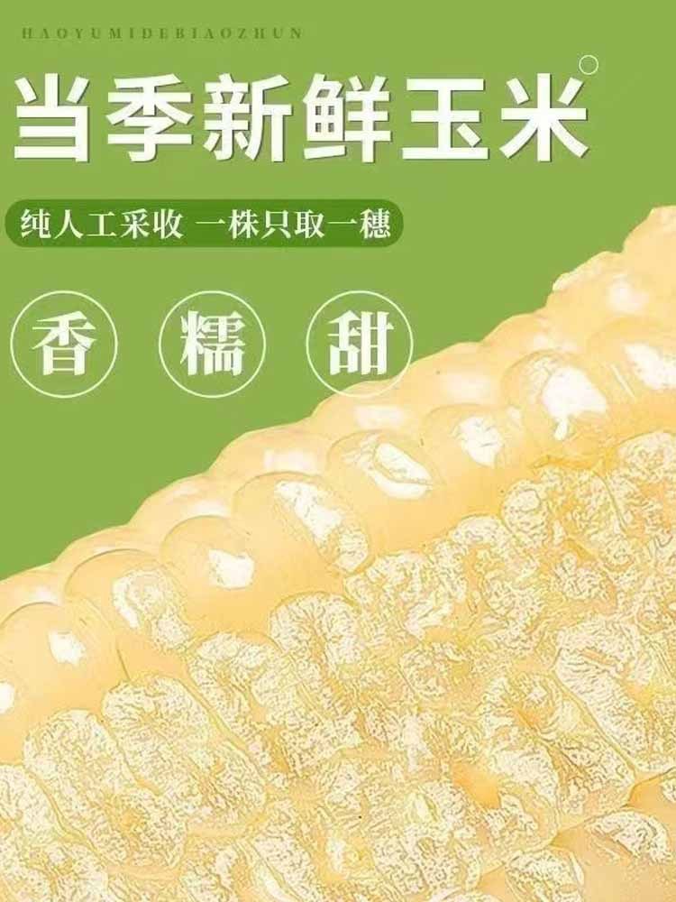 【超值推荐】白糯玉米20穗 真空包装