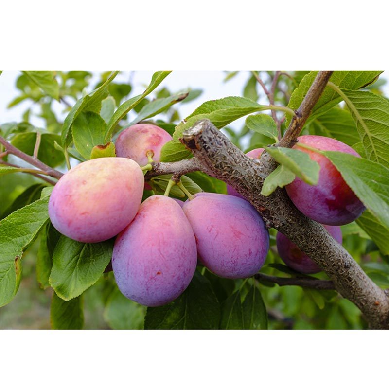 智利进口西梅2斤 单果10g以上