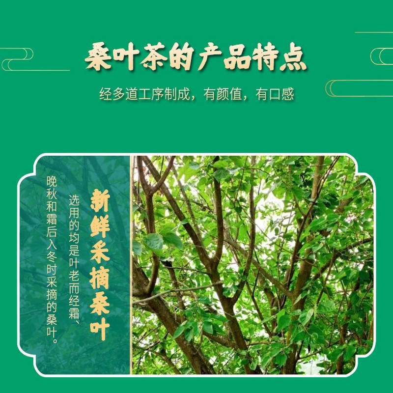 新鲜干桑叶茶120克*5罐花草茶·霜打桑叶