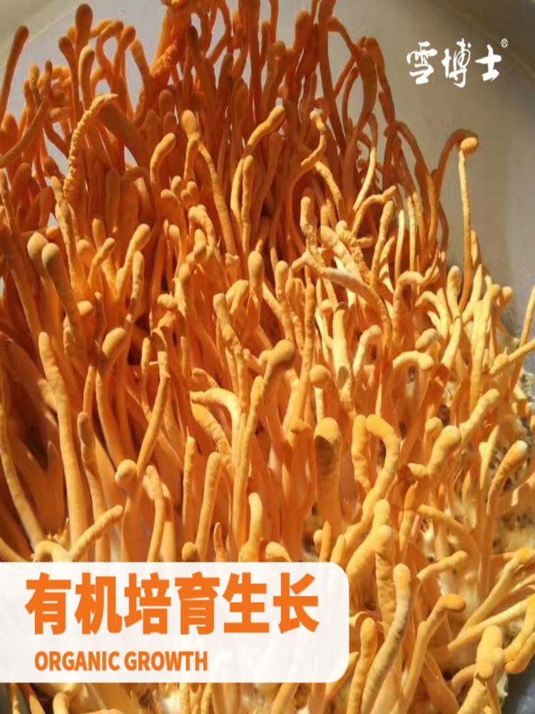 【伊春馆】有机虫草花 250g/袋 珍菌菇干货 炖汤火锅食材