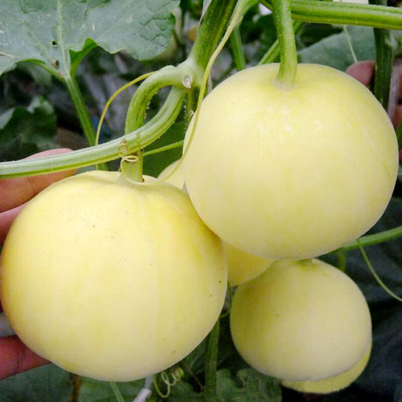 景甜5号甜瓜5斤装6个