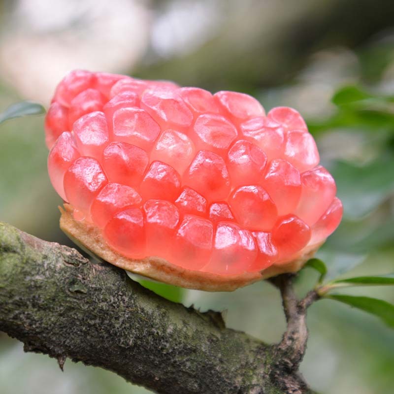 云南蒙自甜绿籽石榴 6斤装