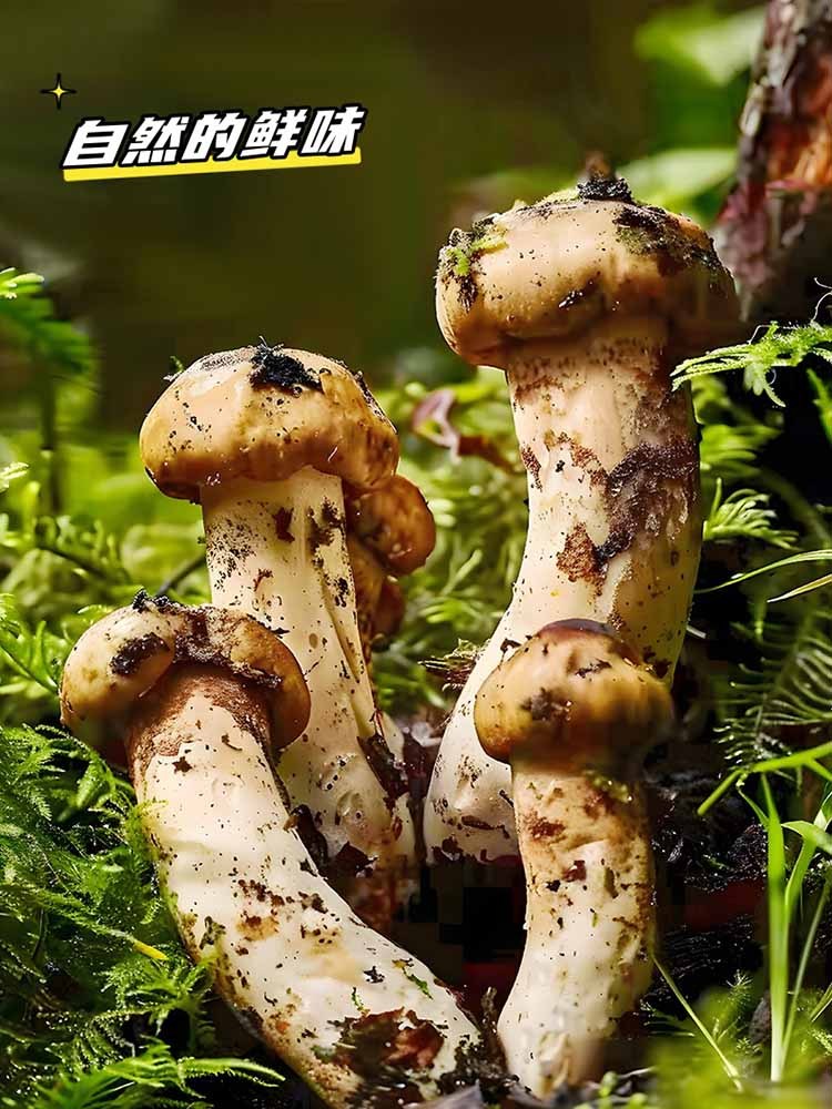 森庄农品松茸白灼汁150g/瓶*10瓶(工厂直发）