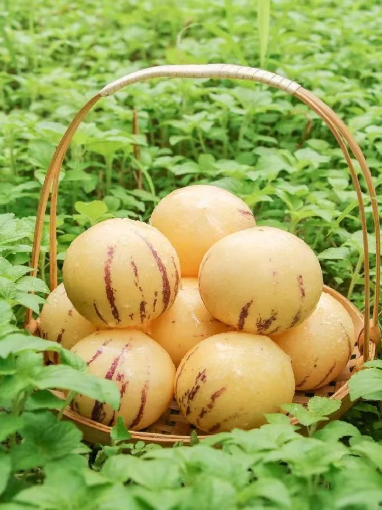 云南核心产区树熟人参果5斤左右中果